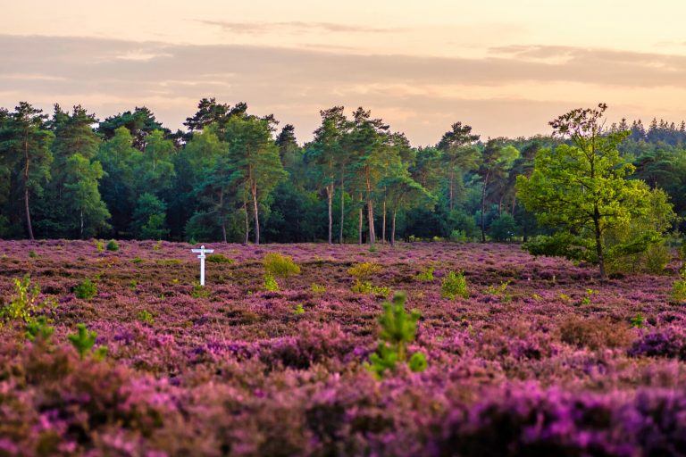 ‘Voor mooie natuur hóef je het niet ver te zoeken’