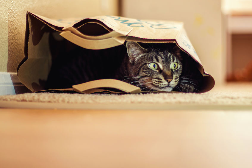 Kat in de zak gekocht? - Zin.nl