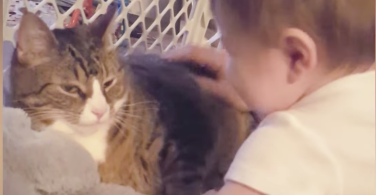 Omdat het kattendag is: zo grappig en lief kunnen katten zijn