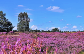Fantastisch om te zien: zo mooi bloeit de hei zelden