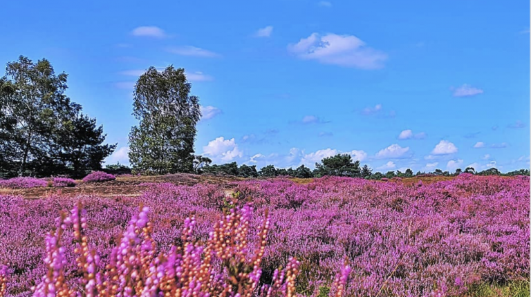 Fantastisch om te zien: zo mooi bloeit de hei zelden