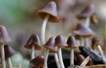 Rood met witte stippen en andere paddenstoelen die je kunt tegenkomen