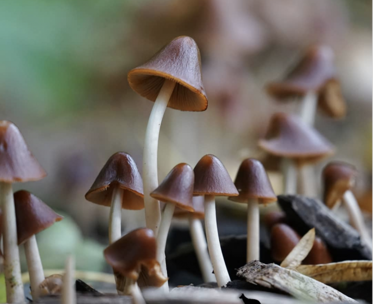 Rood met witte stippen en andere paddenstoelen die je kunt tegenkomen