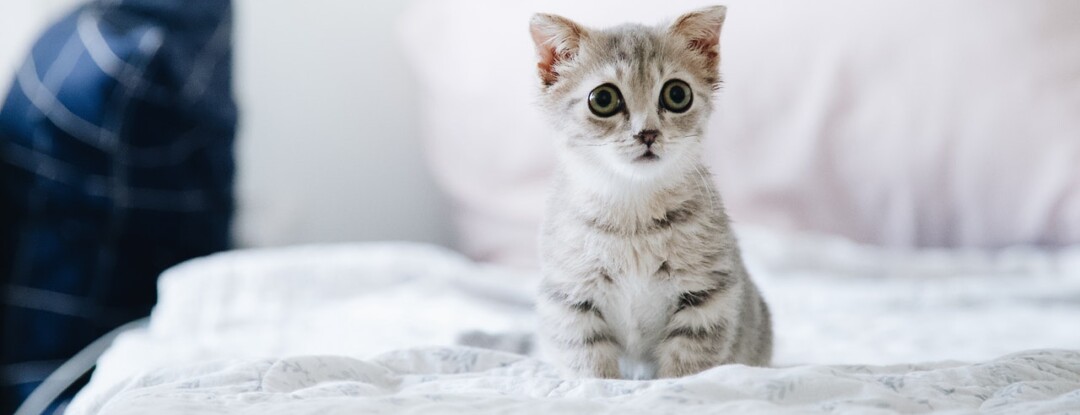 Omdat het Dierendag is: 10 superschattige foto’s van kittens