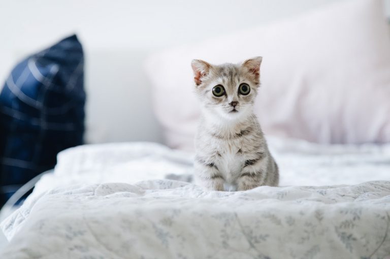 Omdat het Dierendag is: 10 superschattige foto’s van kittens