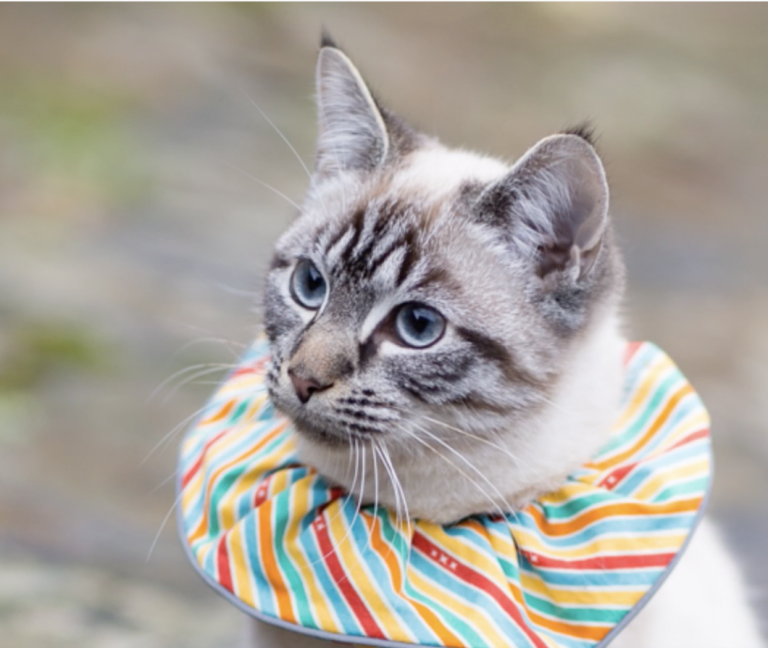 Poes naar buiten? Doe ‘m dit om en de vogeltjes blijven leven