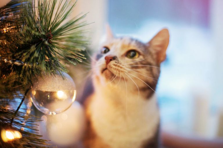 8 hilarische plaatjes van katten en kerstbomen