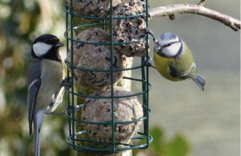 Zo komen er meer vogeltjes in je tuin