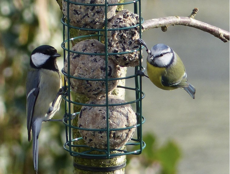 Zo komen er meer vogeltjes in je tuin