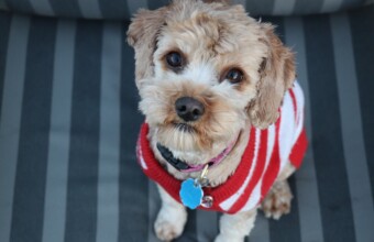 Deze honden geven het goede voorbeeld op Warme Truiendag