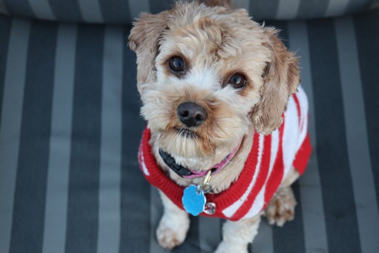 Deze honden geven het goede voorbeeld op Warme Truiendag