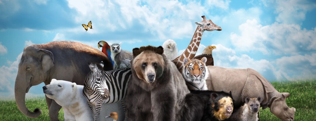 De mooiste dierenfoto’s