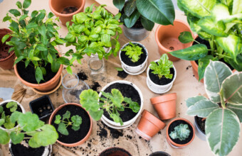 De Hortus Botanicus op je smartphone