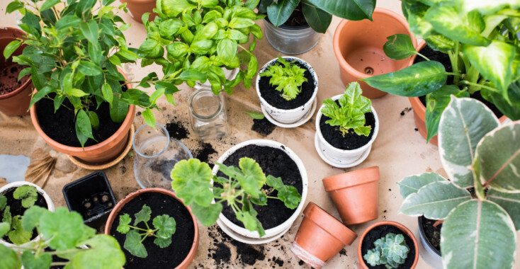 De Hortus Botanicus op je smartphone