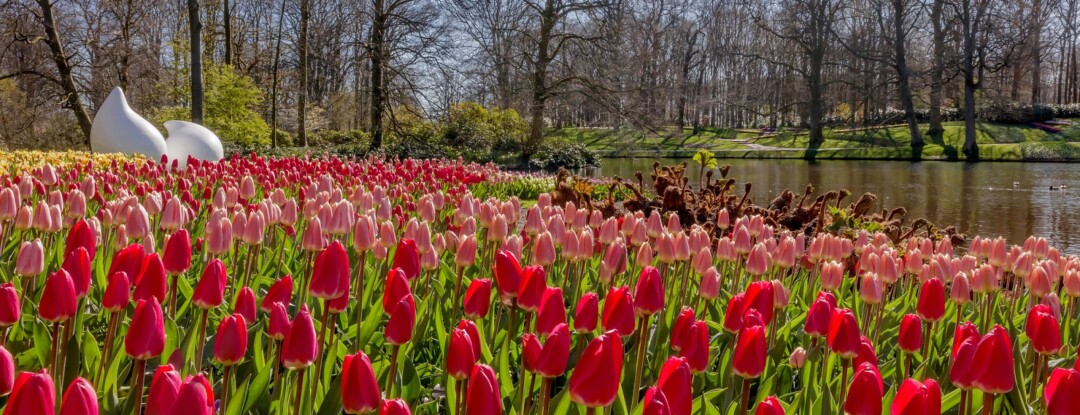 Keukenhof komt gewoon naar jou toe