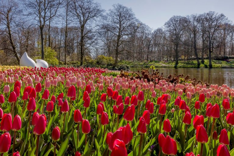 Keukenhof komt gewoon naar jou toe