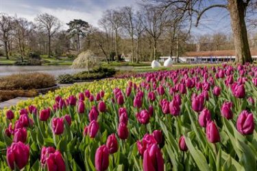 Keukenhof