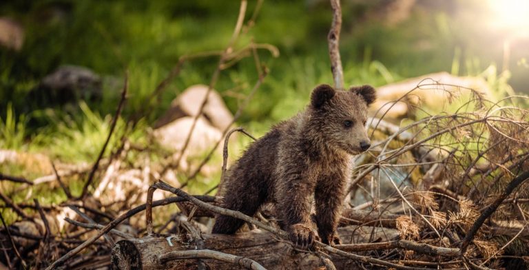 Deze dierenfoto’s moet je zien