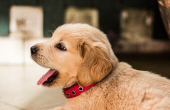 11 x puppyplezier op Instagram