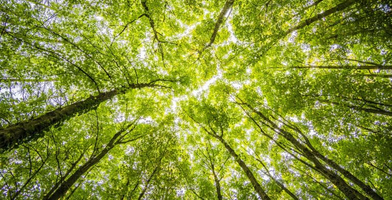 ‘Buiten word je omhuld door de bomen en gekust door de lucht.”