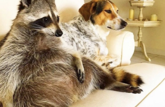 4 Instagrampagina’s die je Dierendag gaan maken