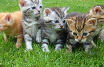 Wat als de wereld compleet uit katten zou bestaan?