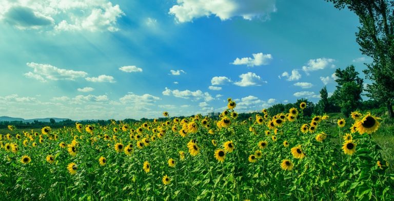 ‘Zwoele zomeravonden, een eindeloze sterrenhemel’