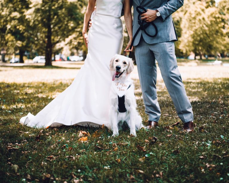 8 x honden die weddings crashen