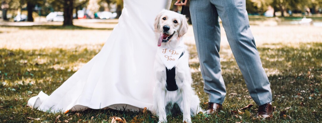 8 x honden die weddings crashen