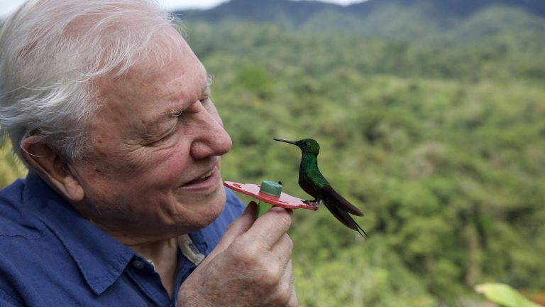 Docutip: David Attenborough schittert in Life in Colour