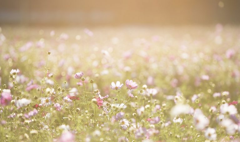 Zinderende zomerse boeken