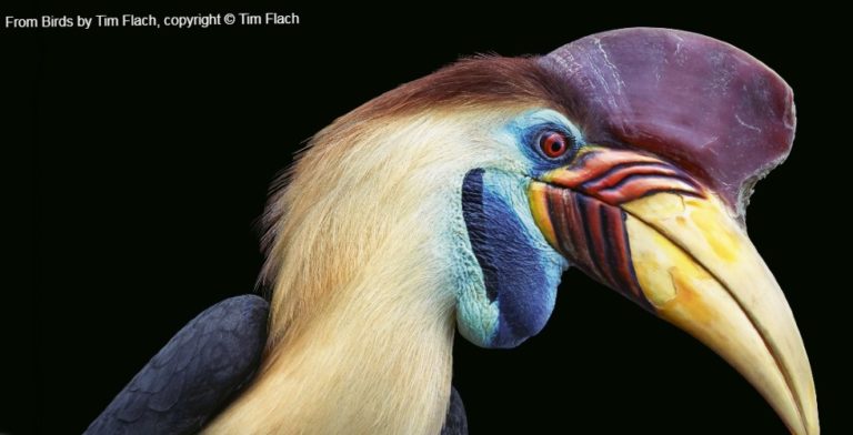 De verbazingwekkende schoonheid van vogels