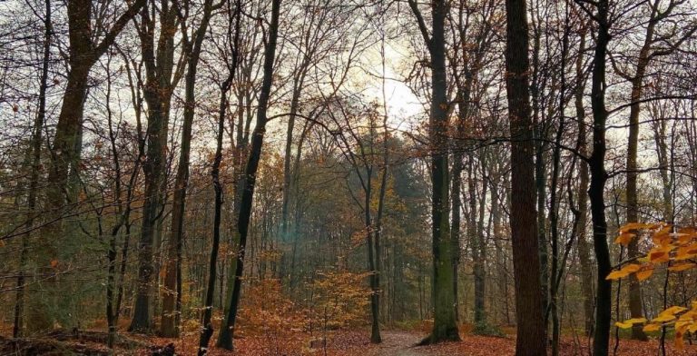 Als de zon even schijnt, lijken de blaadjes op de grond wel van goud