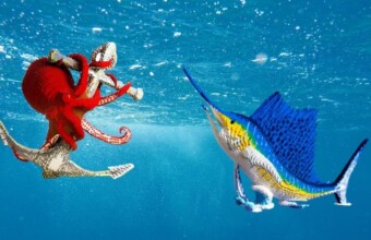 Oceanbricks, LEGO kunst in Burgers Zoo