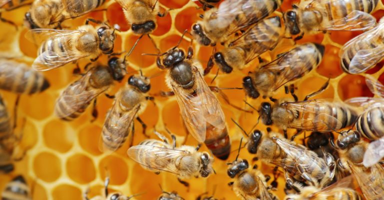Lang leve de honingbij