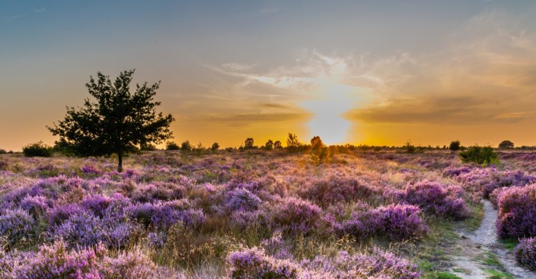 Hier geniet je van de bloeiende paarse heide