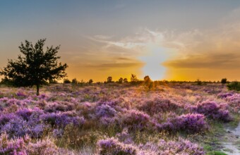 Hier geniet je van de bloeiende paarse heide