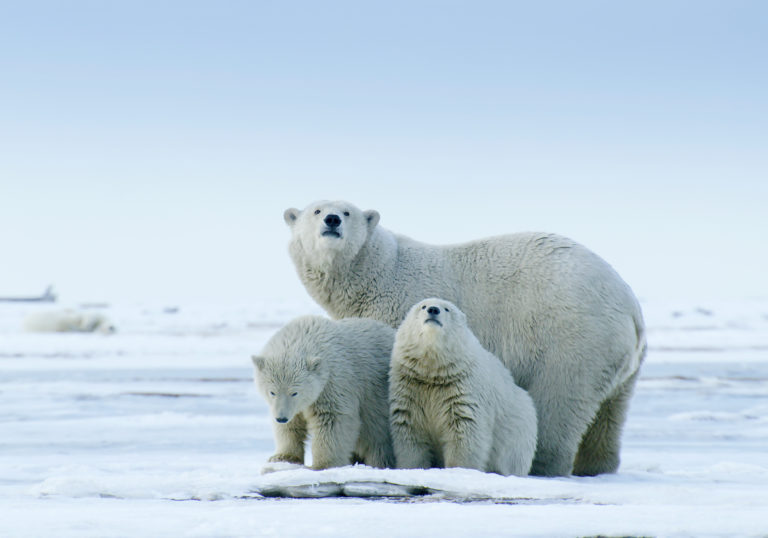 De Noordpool, onze laatste grote wildernis