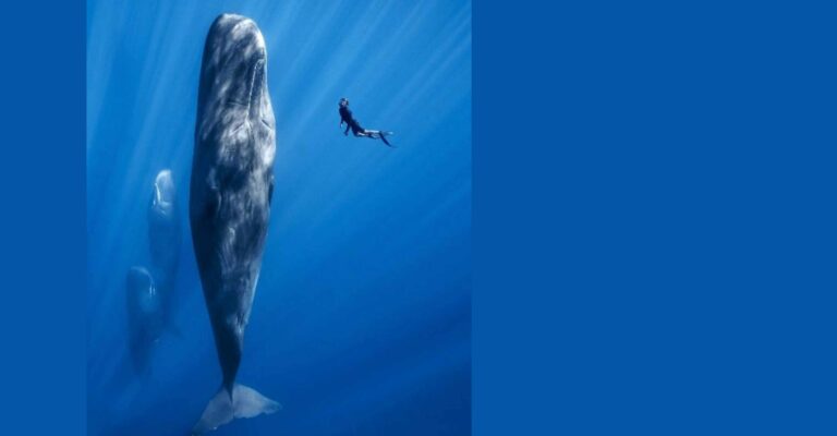 Vriendschap met een walvis