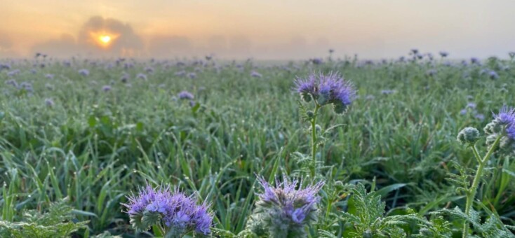 Dag stad, hallo natuur