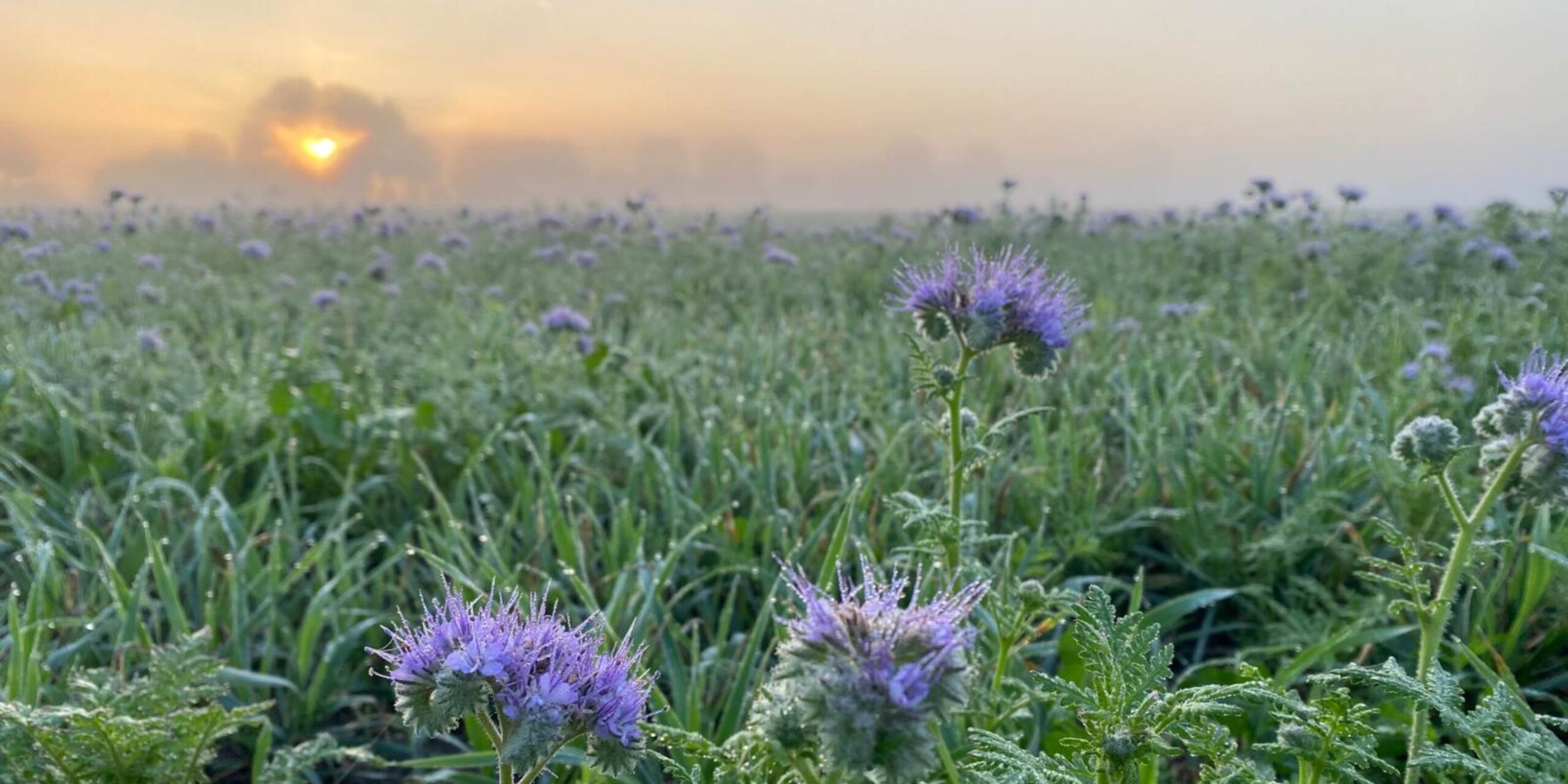 Dag stad, hallo natuur