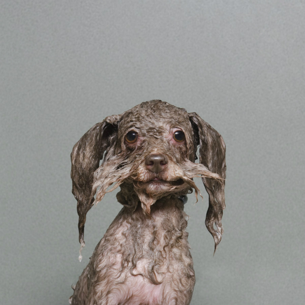 Wet dog 6-GOED