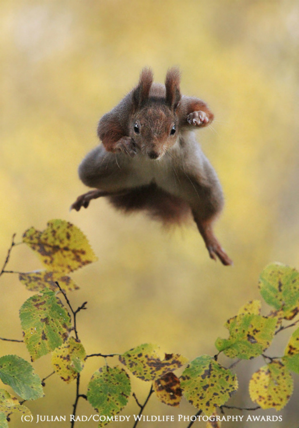 The Comedy Wildlife Photography Awards 7